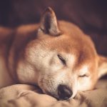Shiba Shootout, the new Shiba Inu Boss NFT, exceeds $1.1M in presale