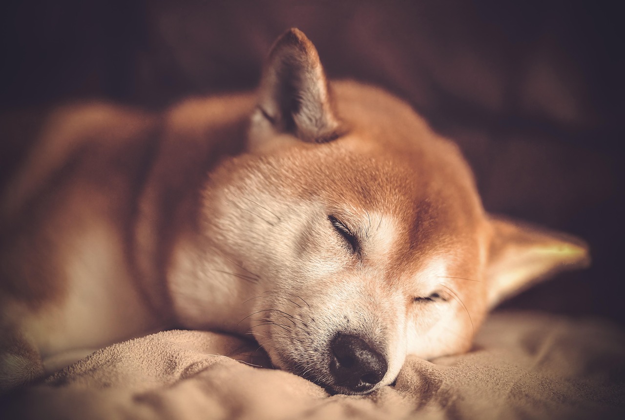 Shiba Shootout, the new Shiba Inu Boss NFT, exceeds $1.1M in presale