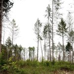 Al Rayyan Municipality introduces afforestation project for outdoor areas