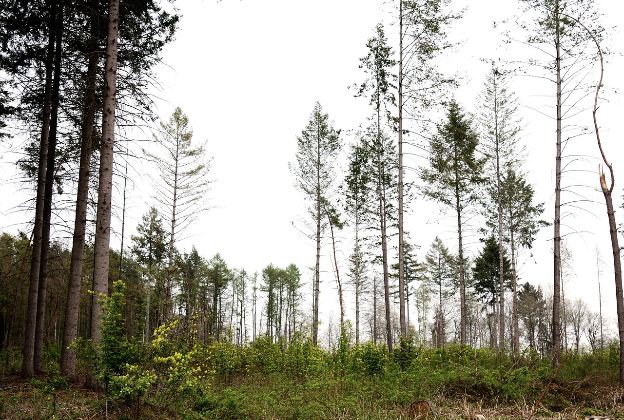 Al Rayyan Municipality introduces afforestation project for outdoor areas