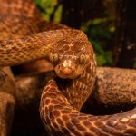 Gold snakes sideways ahead of US Nonfarm Payrolls