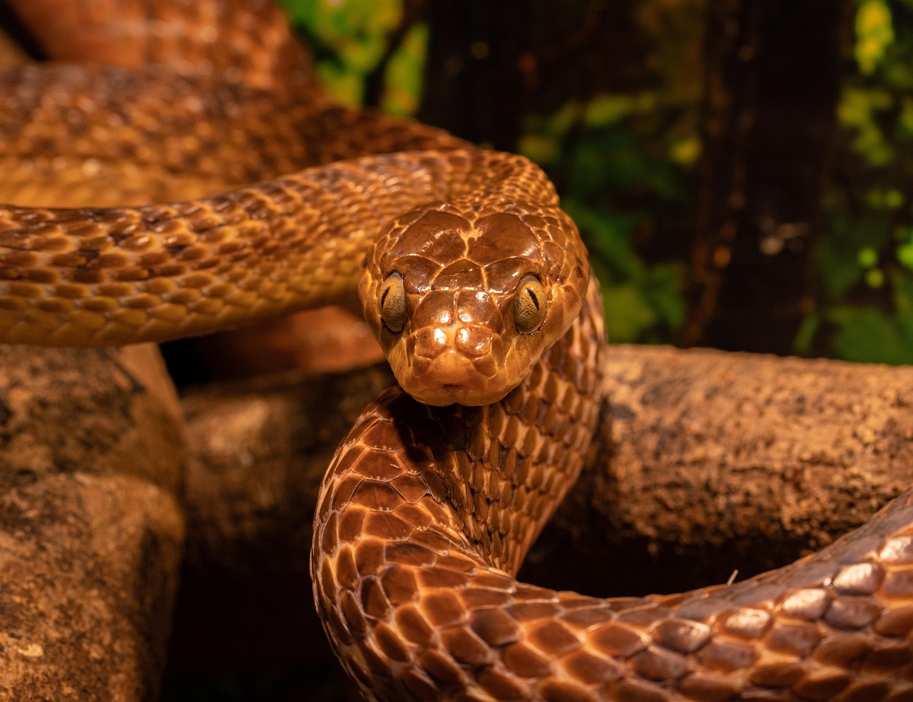 Gold snakes sideways ahead of US Nonfarm Payrolls