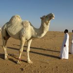 Saudi Foreign Minister: Cooperation needed to address regional challenges